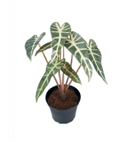 Konstgjord växt Alocasia 30 cm